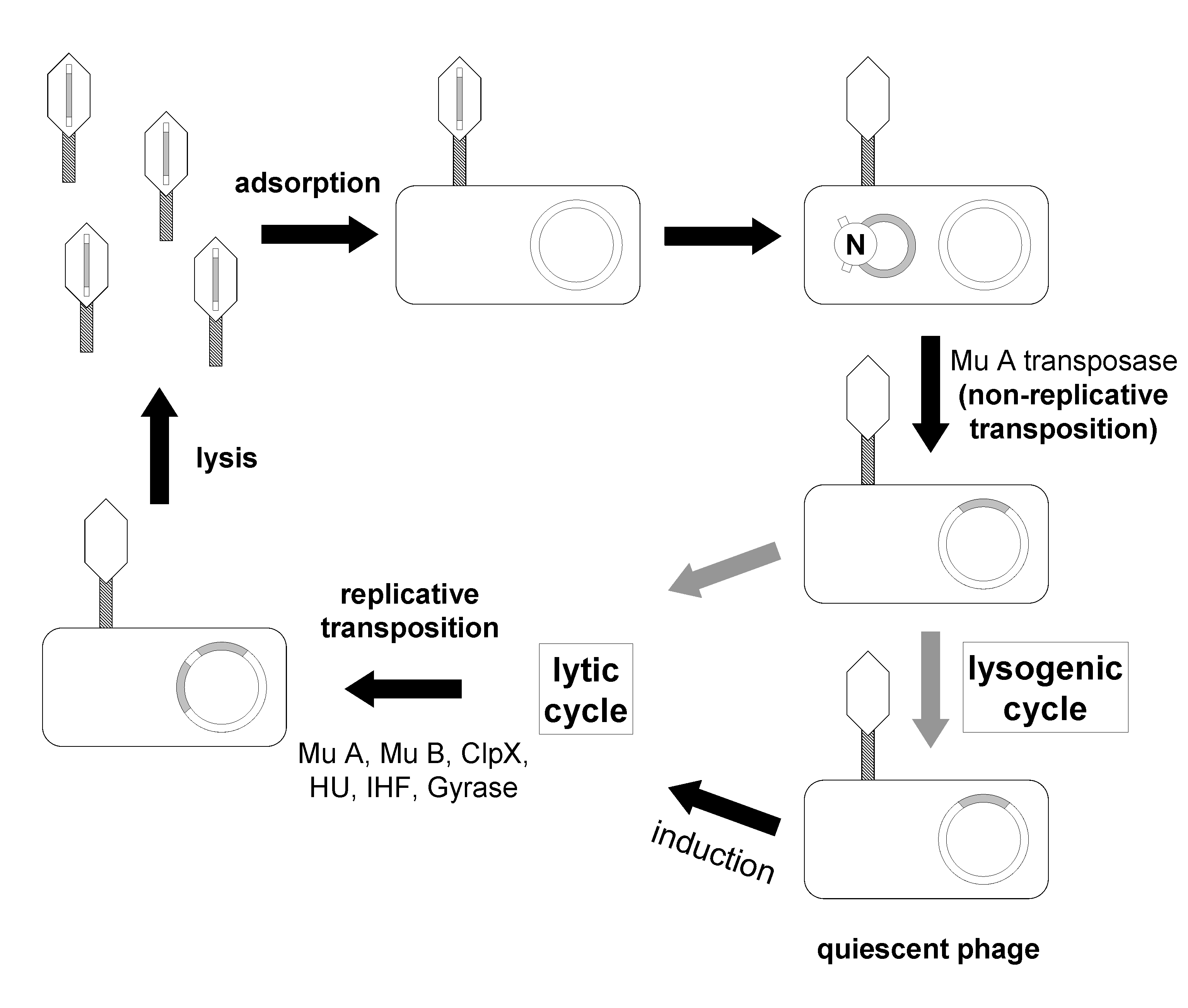 bacteriophage life cycle