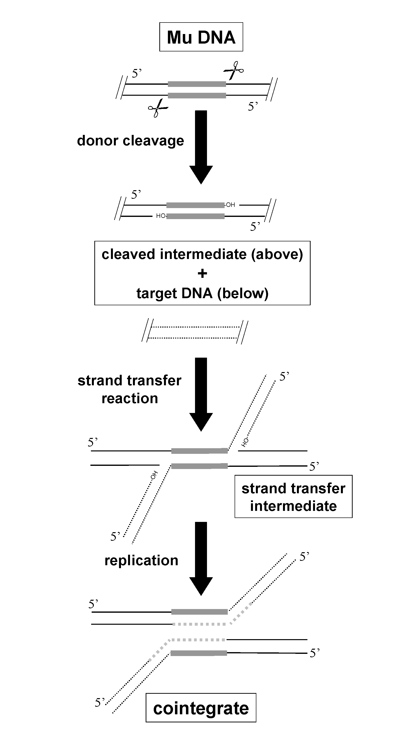 Phage Mu