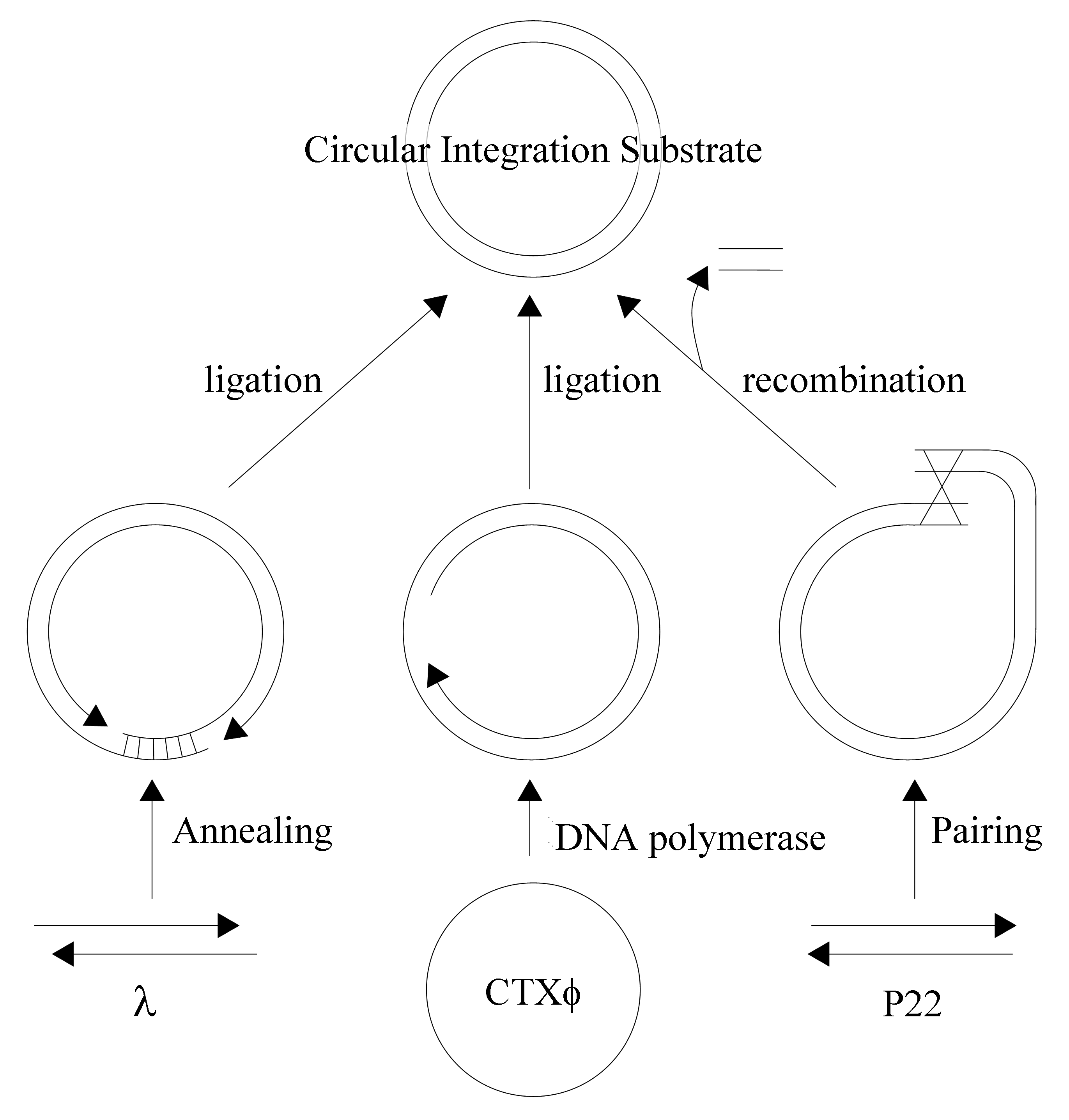 TheBacteriophages.org