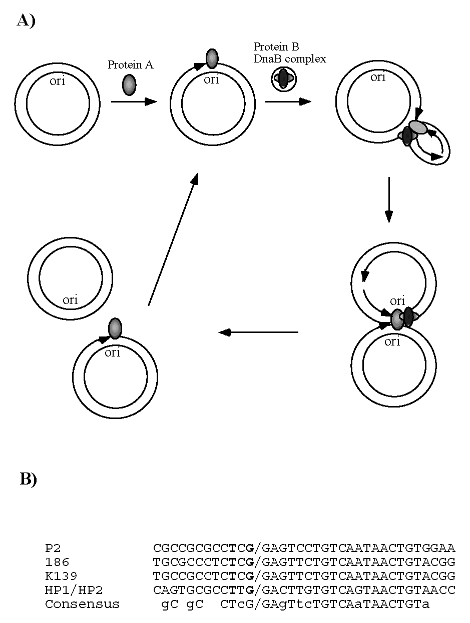 TheBacteriophages.org